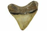Posterior Megalodon Tooth - North Carolina #363702-1
